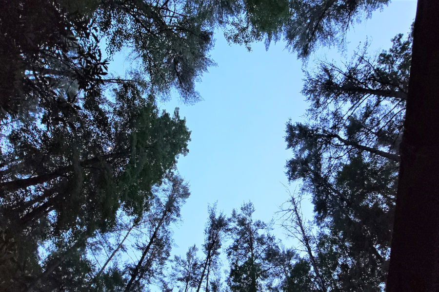 Just one of many canopies of trees within the park. ©Donna Dilley.