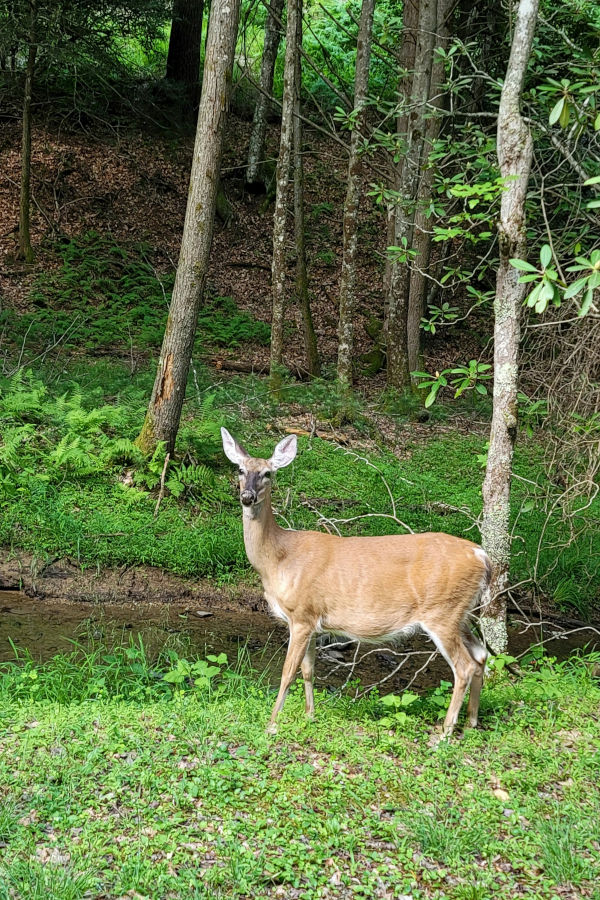 Just one of many summertime sights at Watoga. ©Donna Dilley.