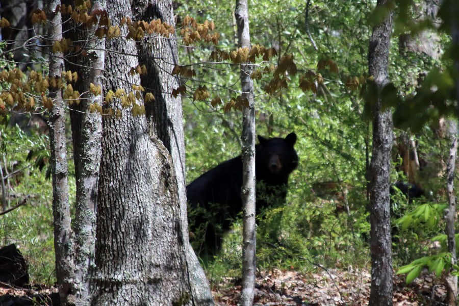 "A bear! A bear! All black and brown and covered in hair!" - Author: George R R Martin. 