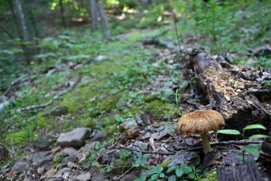 One of a number of mushrooms within the forest at Watoga.  © Angela Hill.