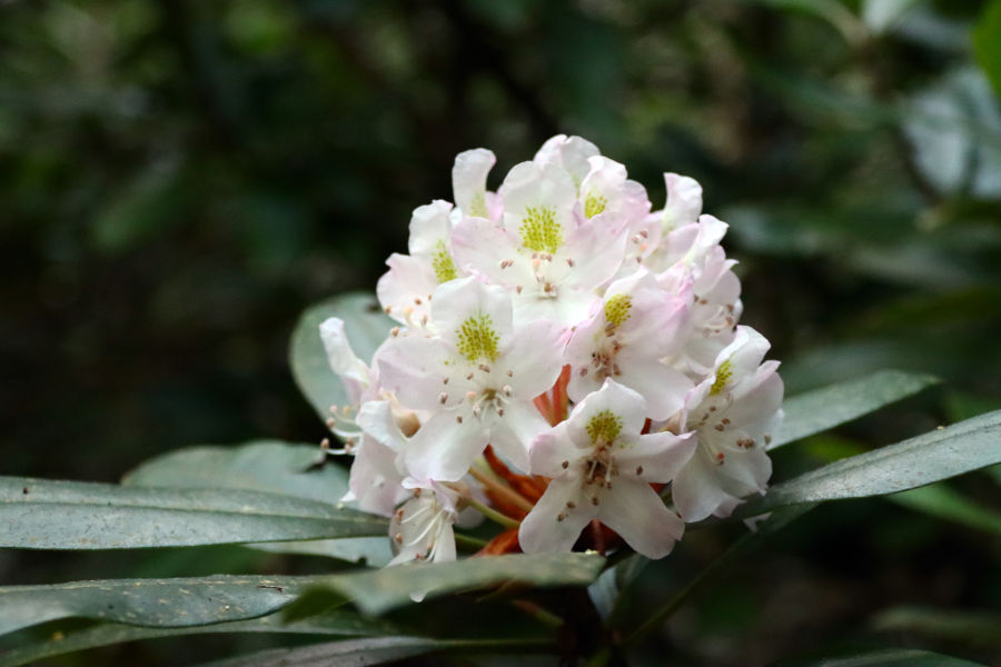 Up close and personal with a rhododendron bloom. © Angela Hill.