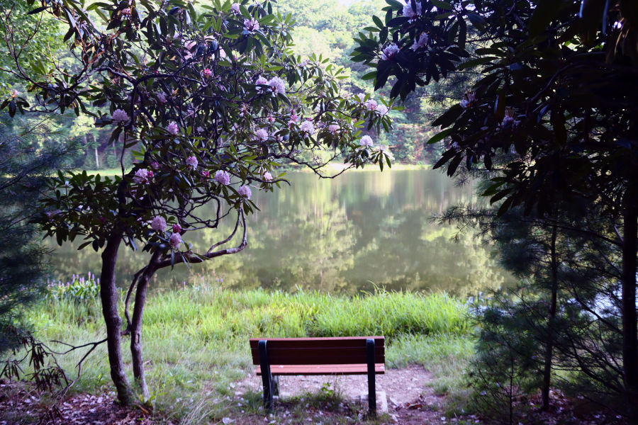 A bench with a view, framed by West Virginia's state flower.