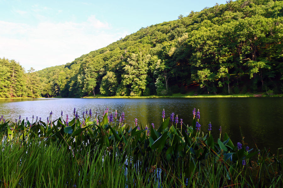 Pickerelweed along the banks of Watoga Lake. This Wrybill pauses to take in the summertime sights at Watoga. ©Angela Hill.