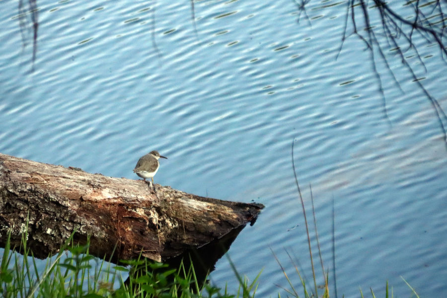 This Wrybill pauses to take in the summertime sights at Watoga. The swimming pool is a popular spot in the summertime at Watoga. ©Angela Hill.