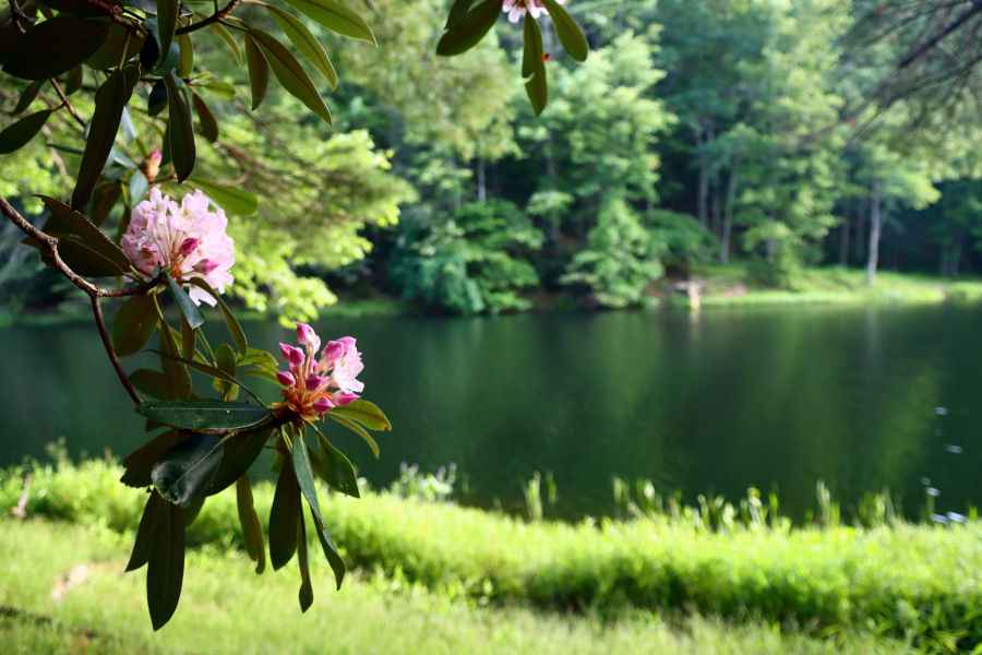 A vote by public school students in 1903 selected the rhododendron as West Virginia's state flower. © Angela Hill.