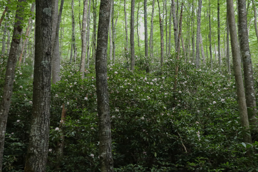 The photographer calls this shot "Rhododendren Heaven on Bear Pen Trail." 