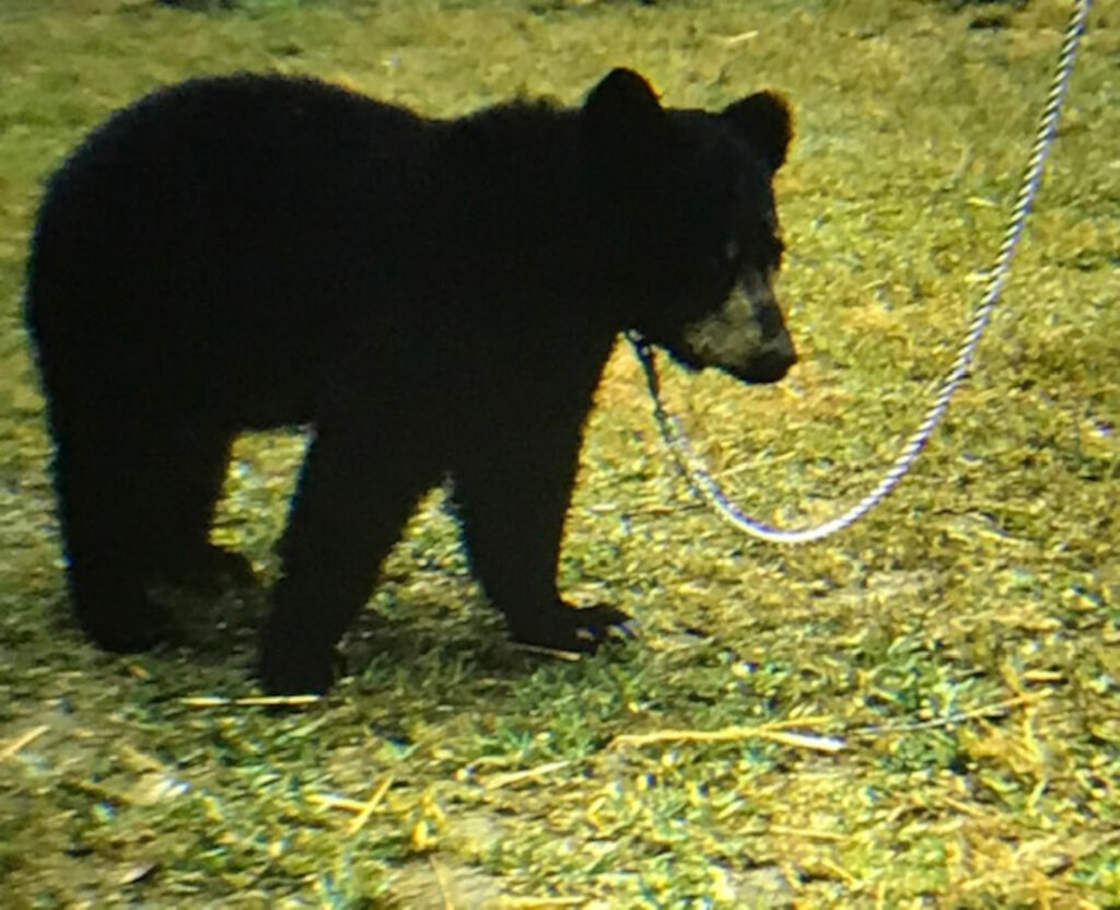 A young black bear on his leash at Watoga State Park. Named "Tog" as part of "Watoga," he became a pet bear during the late 1950s and entertained and mesmerized park employees and visitors alike.