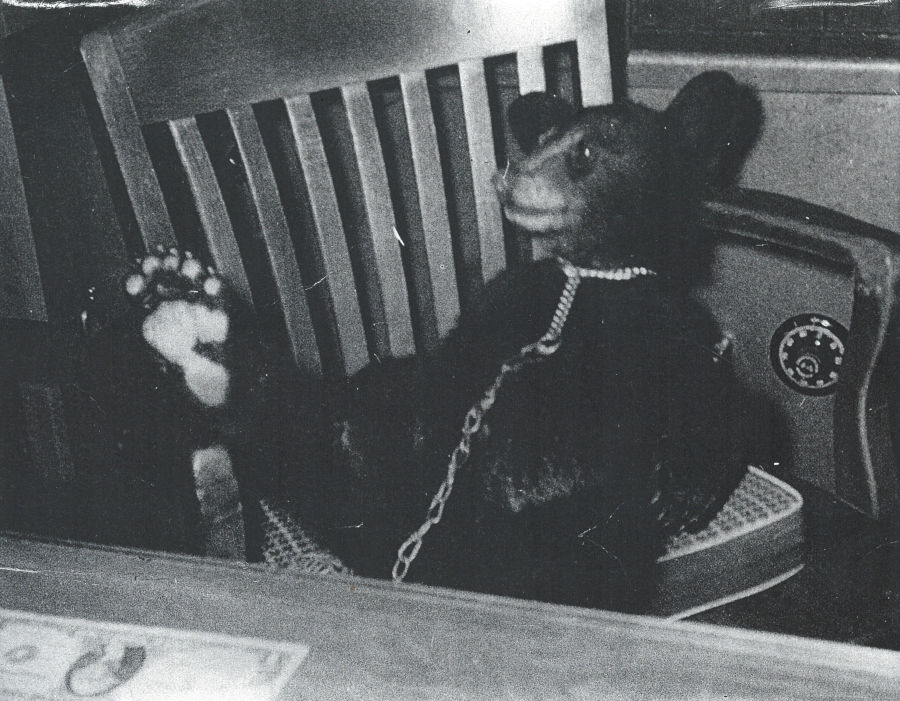 Tog, the star at Watoga for one unforgettable summer, relaxes in park superintendent Jim Park's office chair.